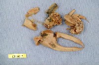 藏品(弧邊管招潮蟹)的圖片